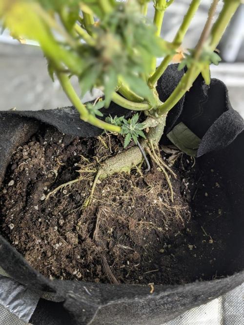 Cotton Berry Rush Auto x4. Week 12