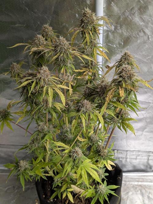 Cotton Berry Rush Auto x4. Week 12