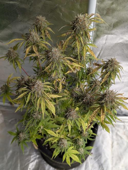 Cotton Berry Rush Auto x4. Week 12