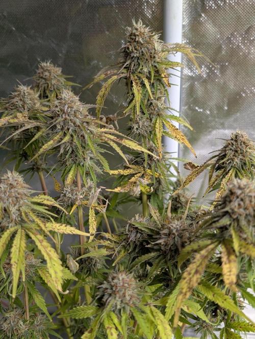 Cotton Berry Rush Auto x4. Week 12
