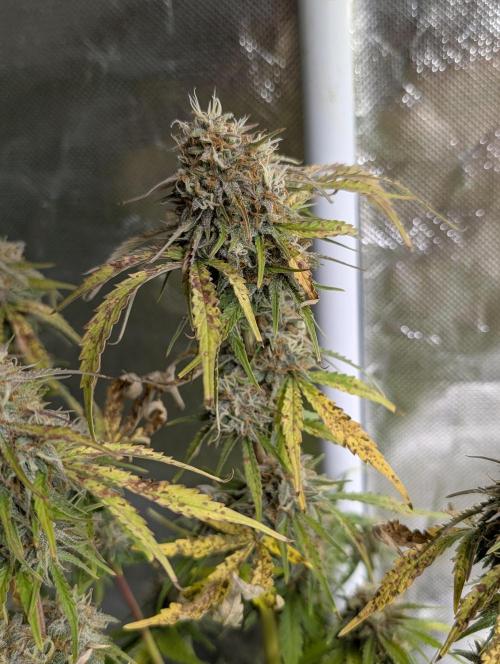 Cotton Berry Rush Auto x4. Week 12