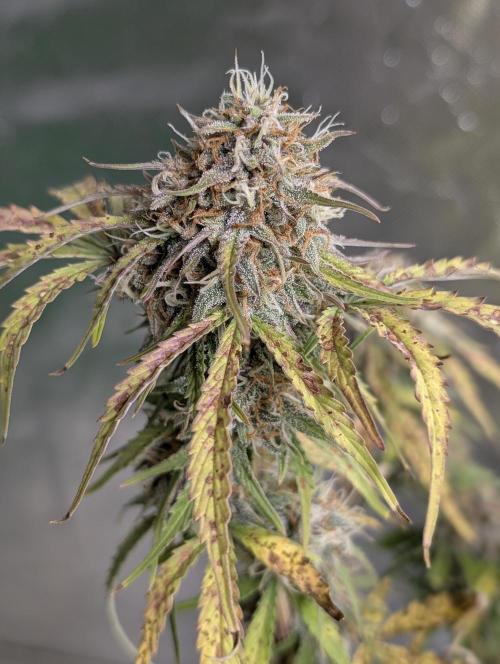 Cotton Berry Rush Auto x4. Week 12