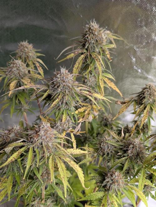 Cotton Berry Rush Auto x4. Week 12