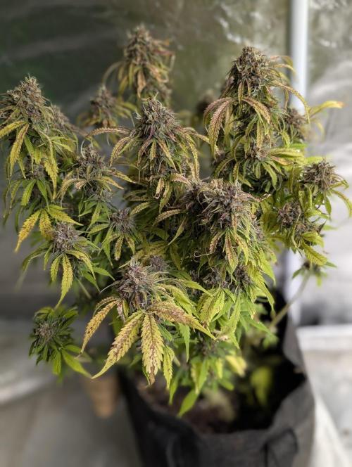 Cotton Berry Rush Auto x4. Week 12 - N1