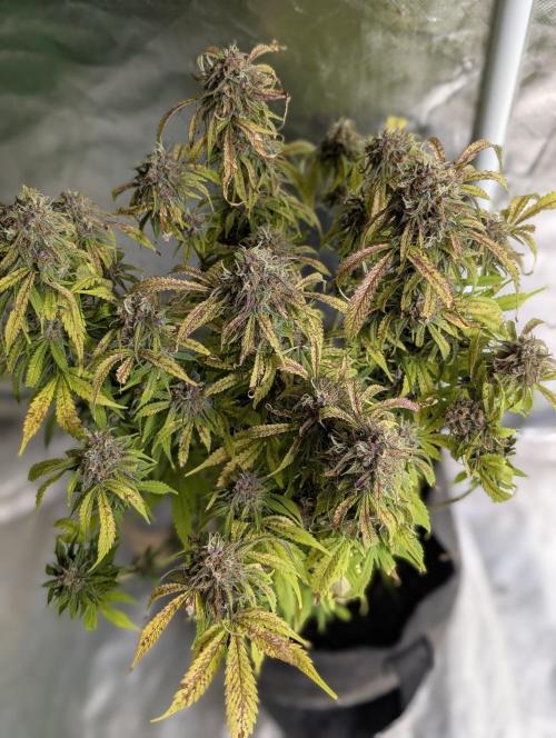 Cotton Berry Rush Auto x4. Week 12