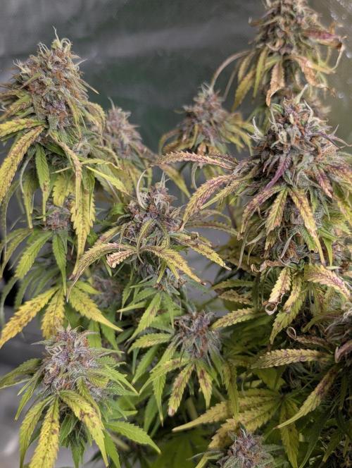 Cotton Berry Rush Auto x4. Week 12