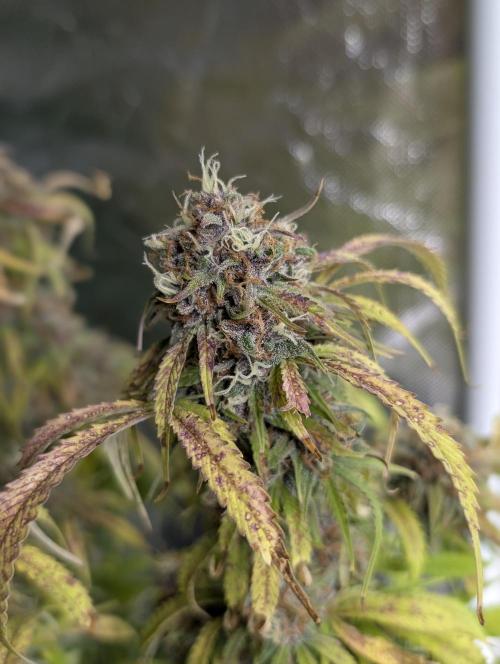 Cotton Berry Rush Auto x4. Week 12