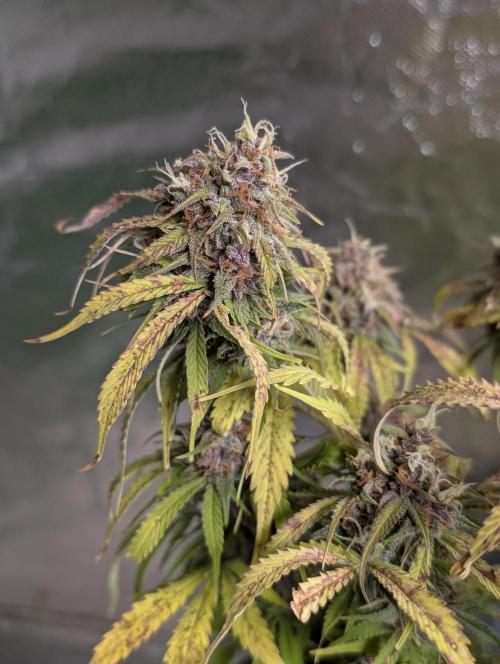 Cotton Berry Rush Auto x4. Week 12