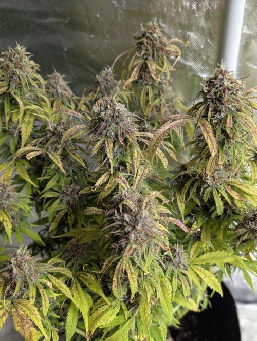 Cotton Berry Rush Auto x4. Week 12