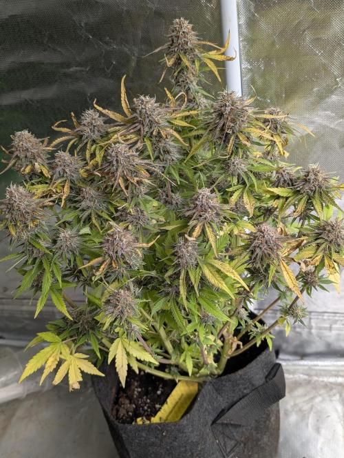 Cotton Berry Rush Auto x4. Week 12 - N2
