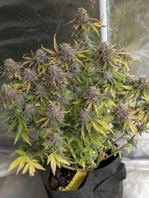 Cotton Berry Rush Auto x4. Week 12