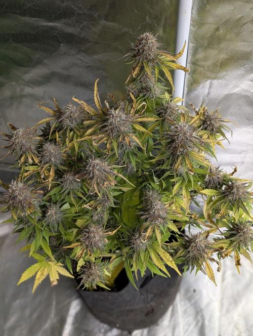 Cotton Berry Rush Auto x4. Week 12