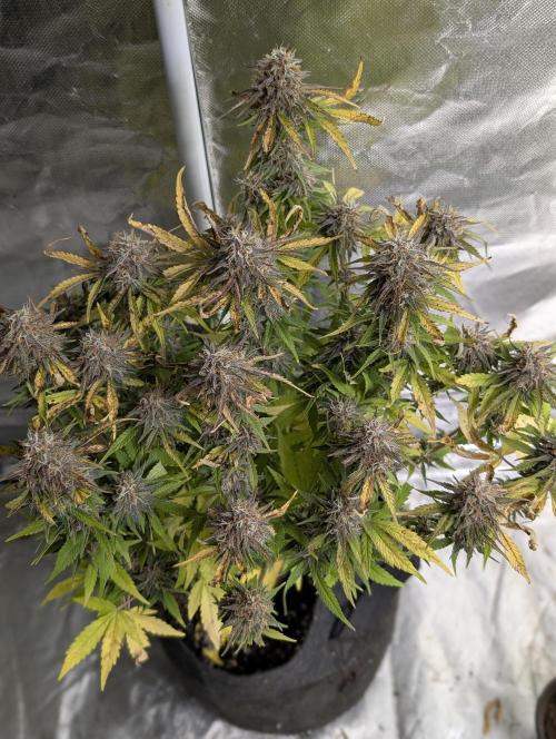 Cotton Berry Rush Auto x4. Week 12