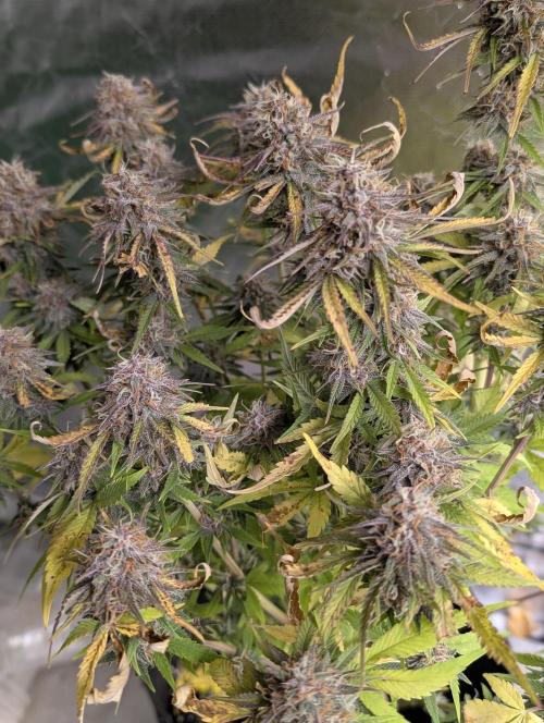 Cotton Berry Rush Auto x4. Week 12