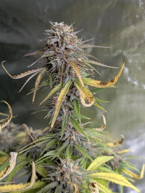 Cotton Berry Rush Auto x4. Week 12