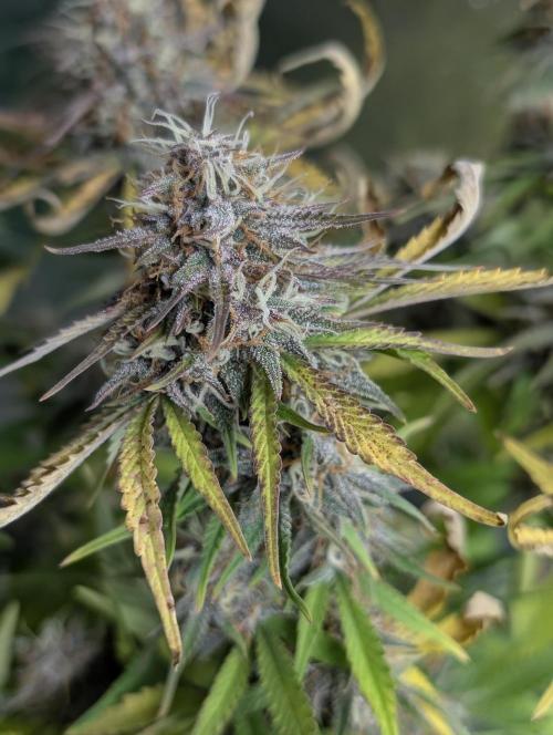 Cotton Berry Rush Auto x4. Week 12