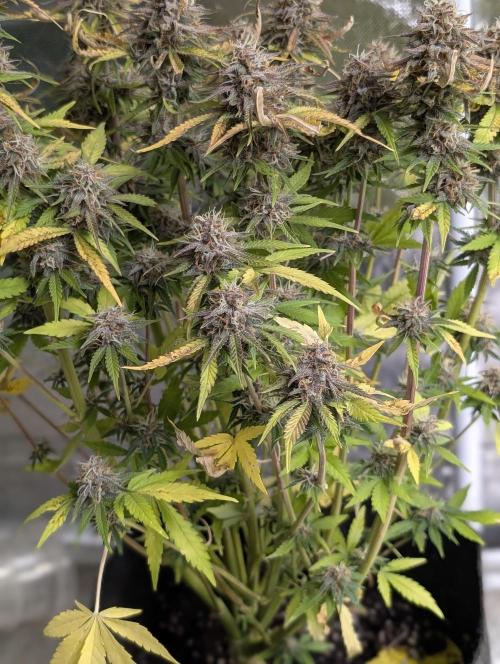 Cotton Berry Rush Auto x4. Week 12