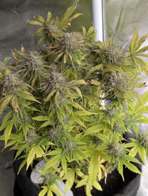 Cotton Berry Rush Auto x4. Week 12 - N3