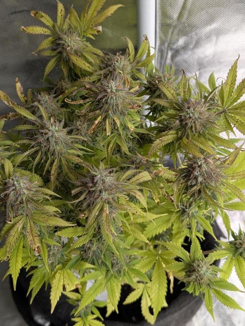 Cotton Berry Rush Auto x4. Week 12