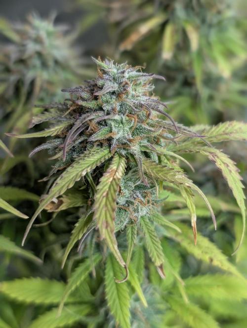 Cotton Berry Rush Auto x4. Week 12