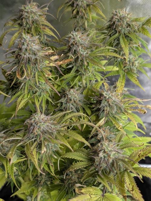 Cotton Berry Rush Auto x4. Week 12