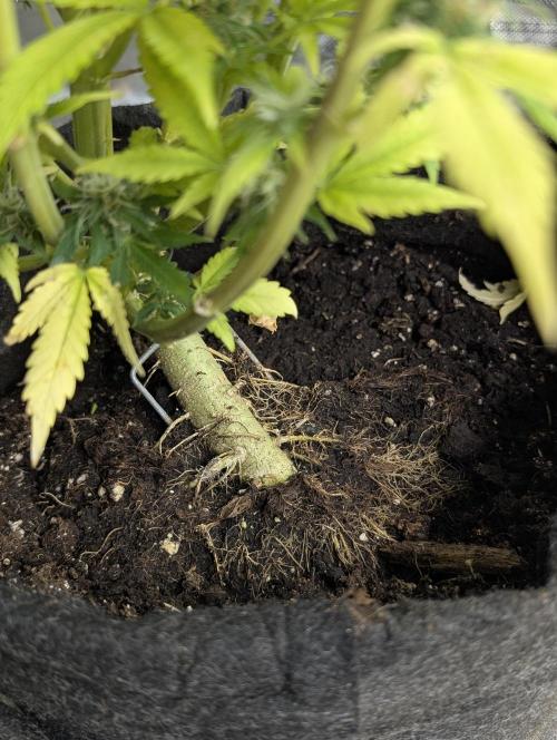 Cotton Berry Rush Auto . Week 12