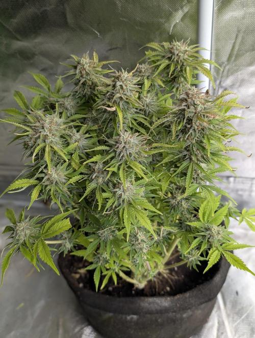 Cotton Berry Rush Auto x3. Week 12 - N1