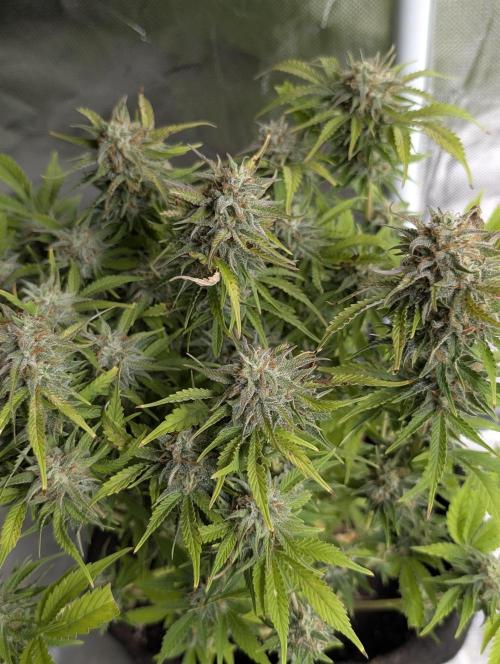 Cotton Berry Rush Auto x3. Week 12