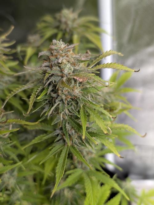 Cotton Berry Rush Auto x3. Week 12