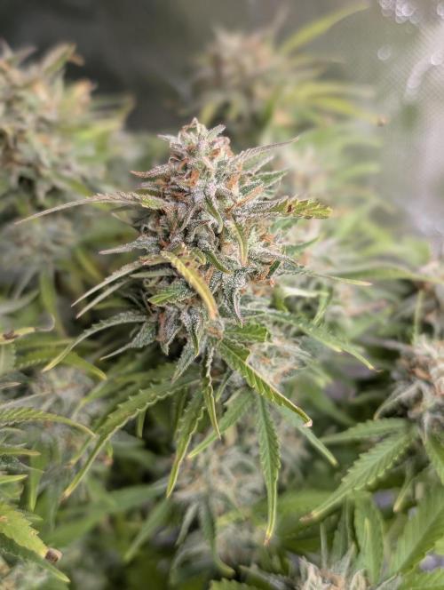 Cotton Berry Rush Auto x3. Week 12