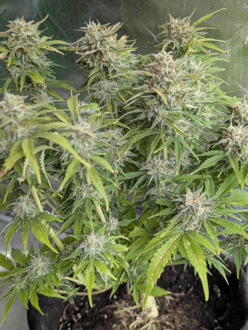 Cotton Berry Rush Auto x3. Week 12