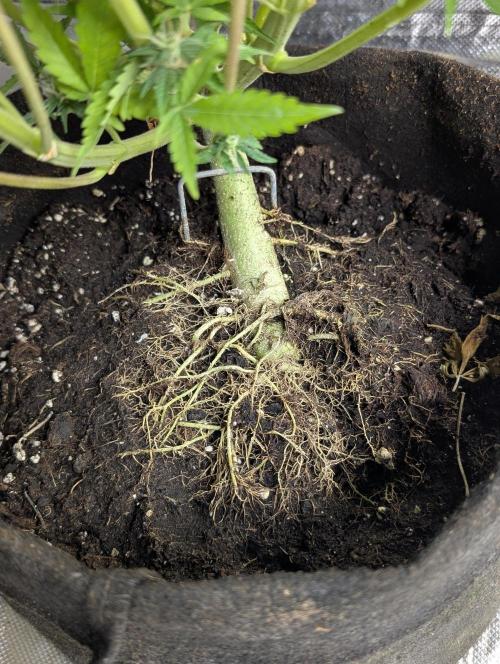 Cotton Berry Rush Auto x3. Week 12