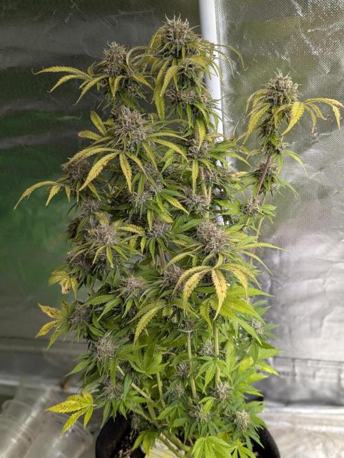 Cotton Berry Rush Auto x3. Week 12 - N2