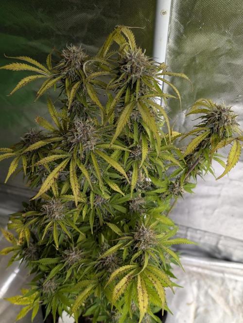 Cotton Berry Rush Auto x3. Week 12