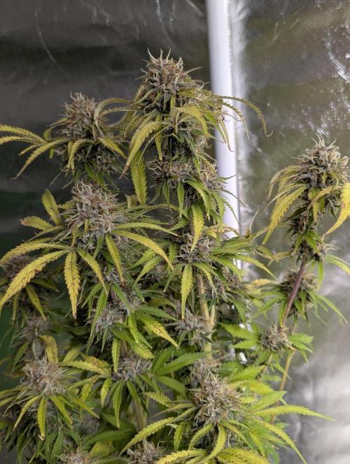 Cotton Berry Rush Auto x3. Week 12
