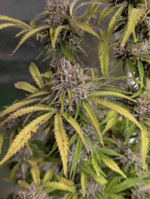 Cotton Berry Rush Auto x3. Week 12
