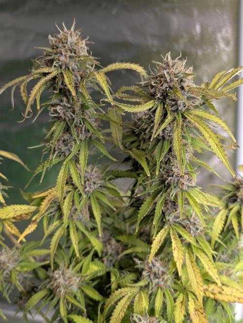 Cotton Berry Rush Auto x3. Week 12