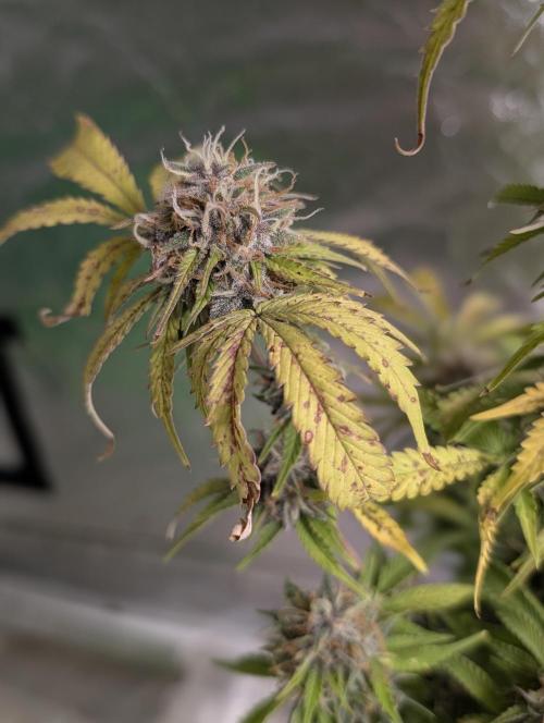 Cotton Berry Rush Auto x3. Week 12