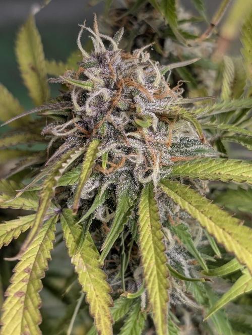 Cotton Berry Rush Auto x3. Week 12