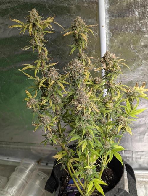 Cotton Berry Rush Auto x3. Week 12 - N3