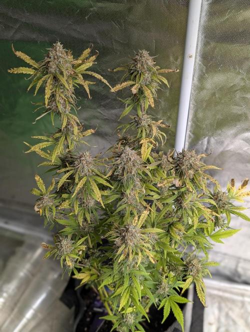 Cotton Berry Rush Auto x3. Week 12