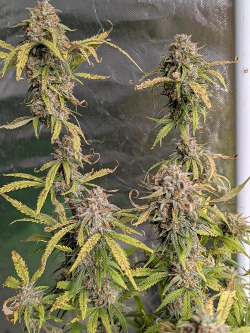 Cotton Berry Rush Auto x3. Week 12