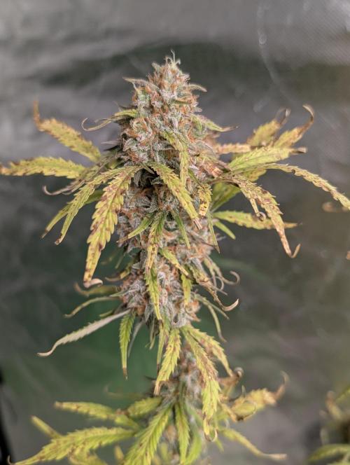 Cotton Berry Rush Auto x3. Week 12