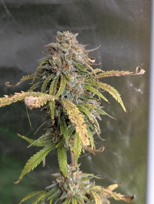 Cotton Berry Rush Auto x3. Week 12