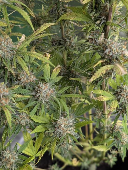 Cotton Berry Rush Auto x3. Week 12