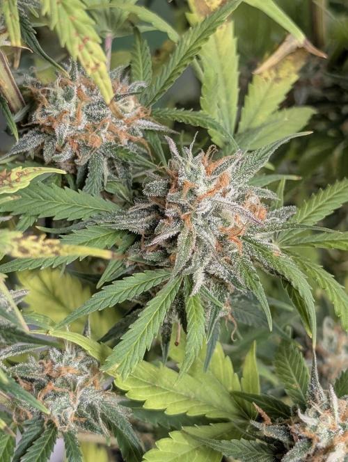 Cotton Berry Rush Auto x3. Week 12