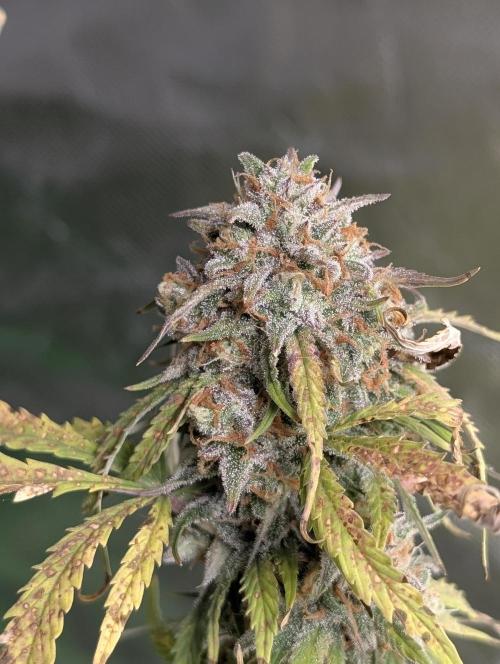 Cotton Berry Rush Auto x3. Week 12