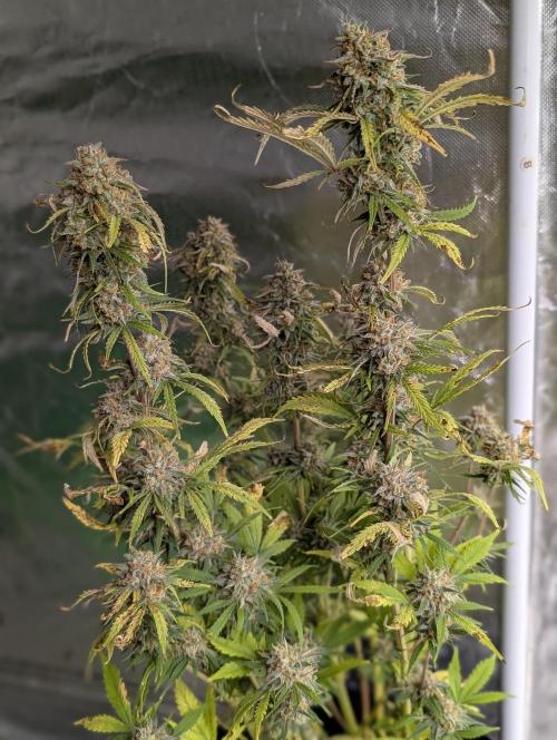 Cotton Berry Rush Auto x3. Week 12