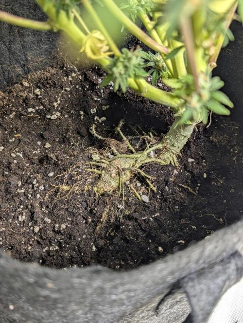Cotton Berry Rush Auto . Week 12