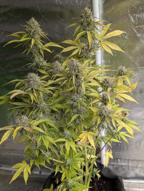 Cotton Berry Rush Auto x3. Week 12 - N1